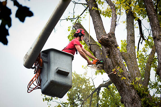 The Steps Involved in Our Tree Care Process in Aberdeen, MS